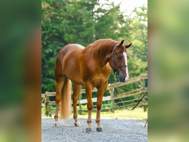 American Quarter Horse Wallach 4 Jahre 155 cm Dunkelfuchs in New Holland