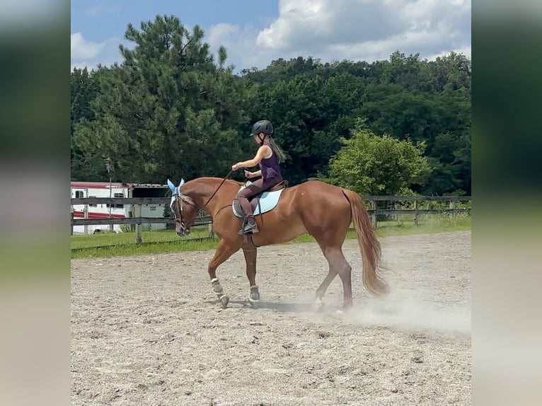 American Quarter Horse Wallach 4 Jahre 155 cm Dunkelfuchs in New Holland