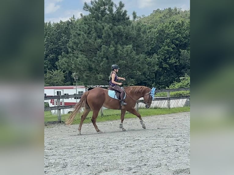 American Quarter Horse Wallach 4 Jahre 155 cm Dunkelfuchs in New Holland