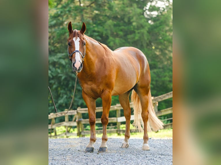 American Quarter Horse Wallach 4 Jahre 155 cm Dunkelfuchs in New Holland