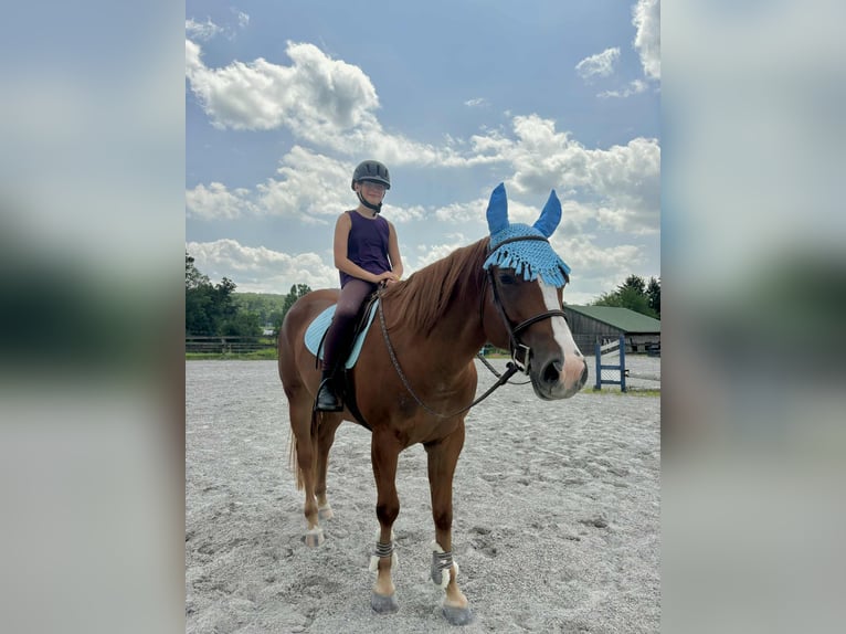 American Quarter Horse Wallach 4 Jahre 155 cm Dunkelfuchs in New Holland