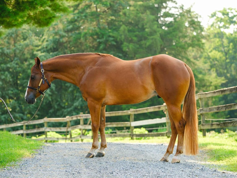 American Quarter Horse Wallach 4 Jahre 155 cm Dunkelfuchs in New Holland