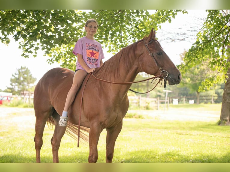 American Quarter Horse Wallach 4 Jahre 155 cm Dunkelfuchs in New Holland
