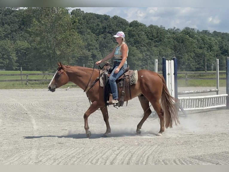 American Quarter Horse Wallach 4 Jahre 155 cm Dunkelfuchs in New Holland