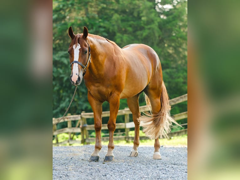 American Quarter Horse Wallach 4 Jahre 155 cm Dunkelfuchs in New Holland