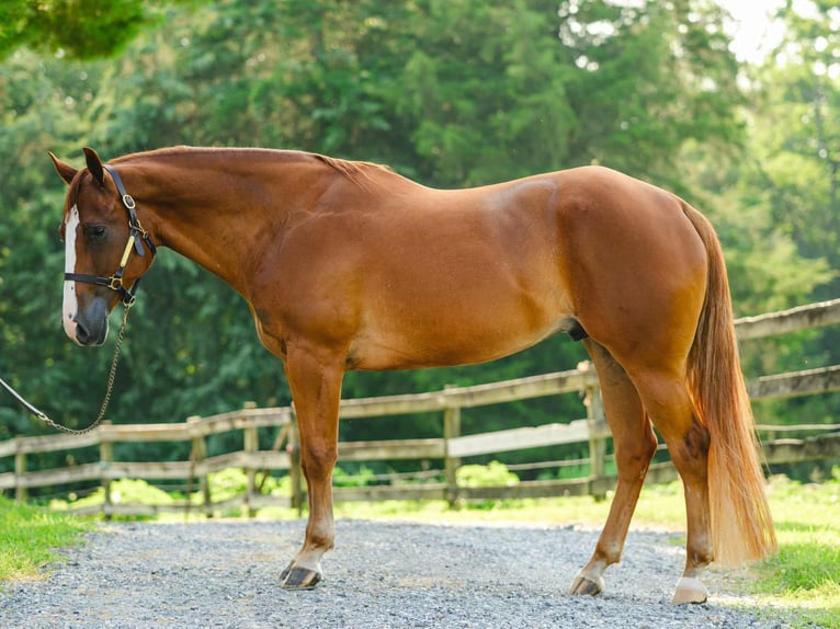 American Quarter Horse Wallach 4 Jahre 155 cm Dunkelfuchs in New Holland
