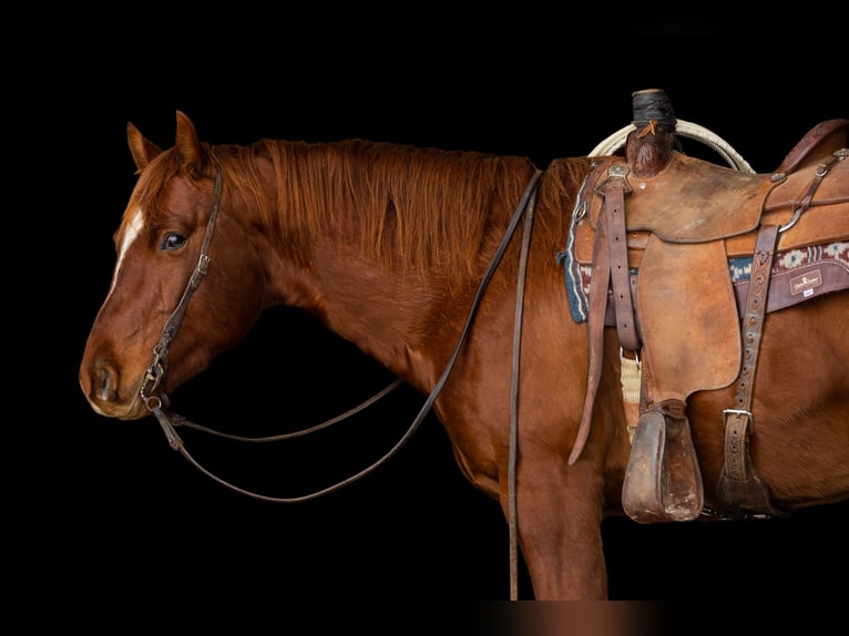 American Quarter Horse Wallach 4 Jahre 155 cm Dunkelfuchs in Decorah