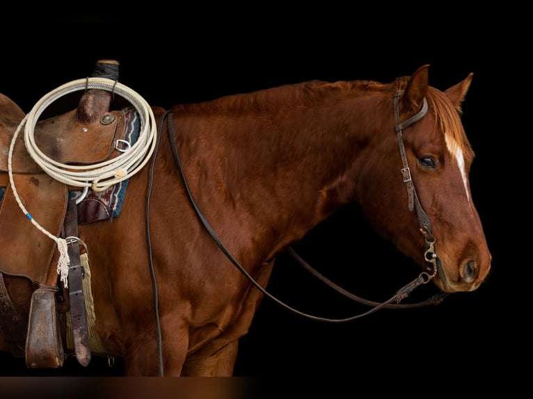 American Quarter Horse Wallach 4 Jahre 155 cm Dunkelfuchs in Decorah