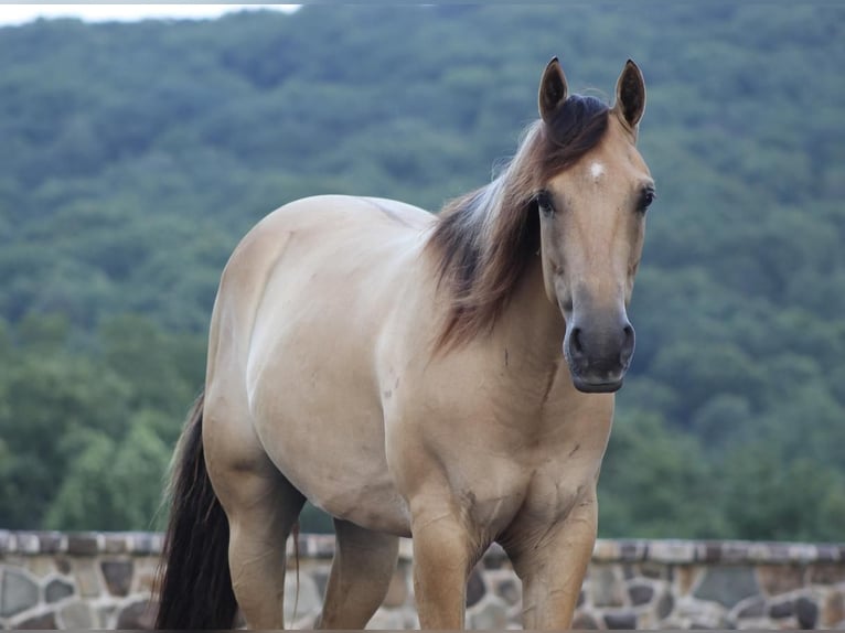 American Quarter Horse Wallach 4 Jahre 155 cm Falbe in Millerstown, PA