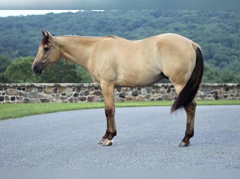 American Quarter Horse Wallach 4 Jahre 155 cm Falbe in Millerstown, PA