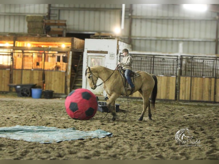 American Quarter Horse Wallach 4 Jahre 155 cm Falbe in Ranchester, WY