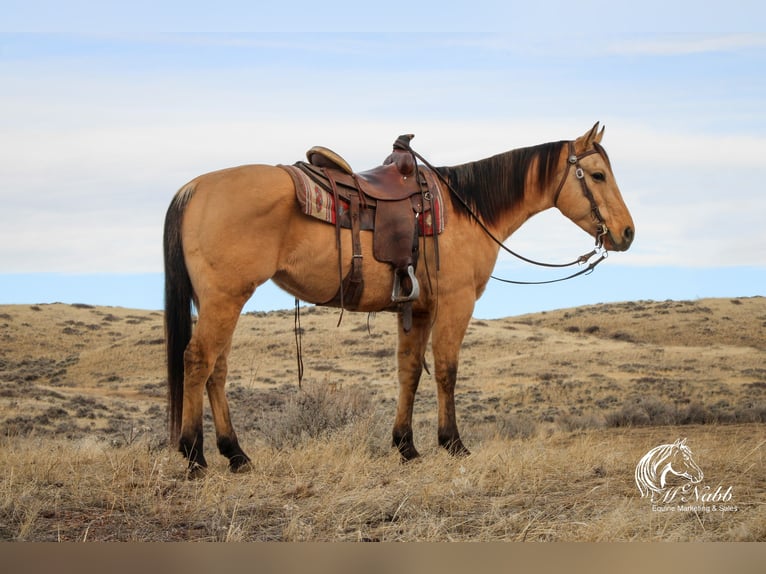 American Quarter Horse Wallach 4 Jahre 155 cm Falbe in Ranchester, WY