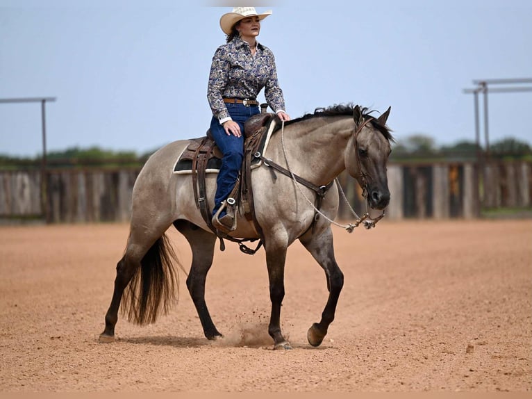 American Quarter Horse Wallach 4 Jahre 155 cm Grullo in Waco, TX