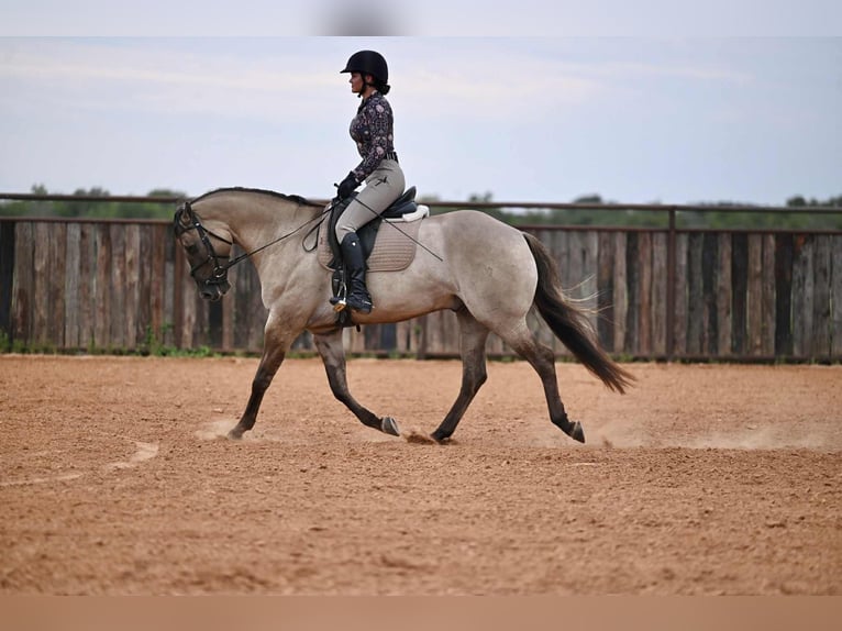 American Quarter Horse Wallach 4 Jahre 155 cm Grullo in Waco, TX
