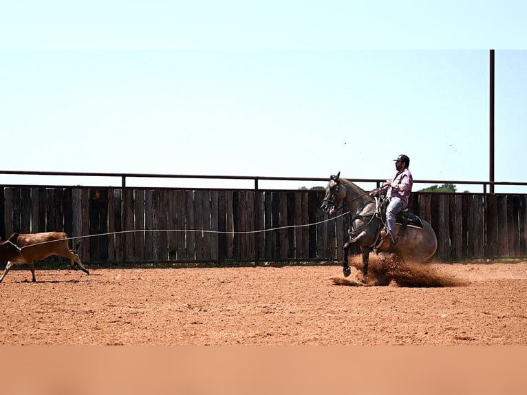 American Quarter Horse Wallach 4 Jahre 155 cm Grullo in Waco, TX