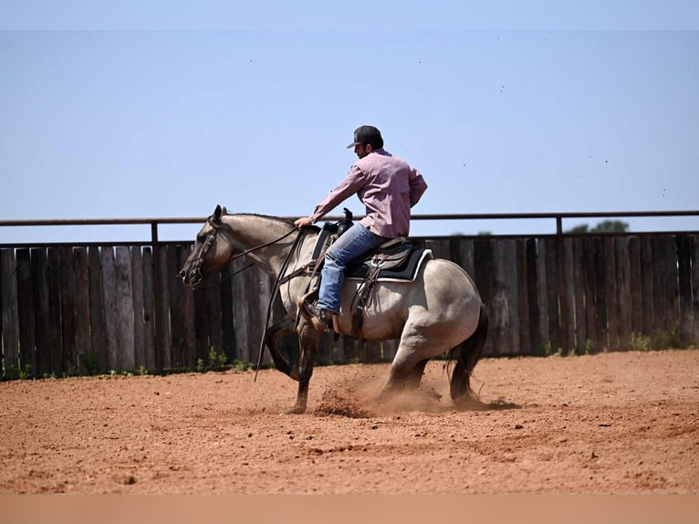 American Quarter Horse Wallach 4 Jahre 155 cm Grullo in Waco, TX