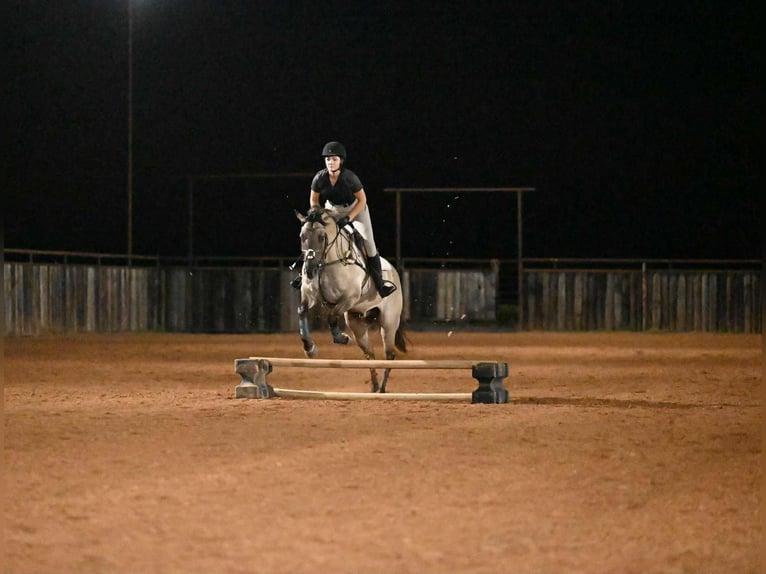 American Quarter Horse Wallach 4 Jahre 155 cm Grullo in Waco, TX