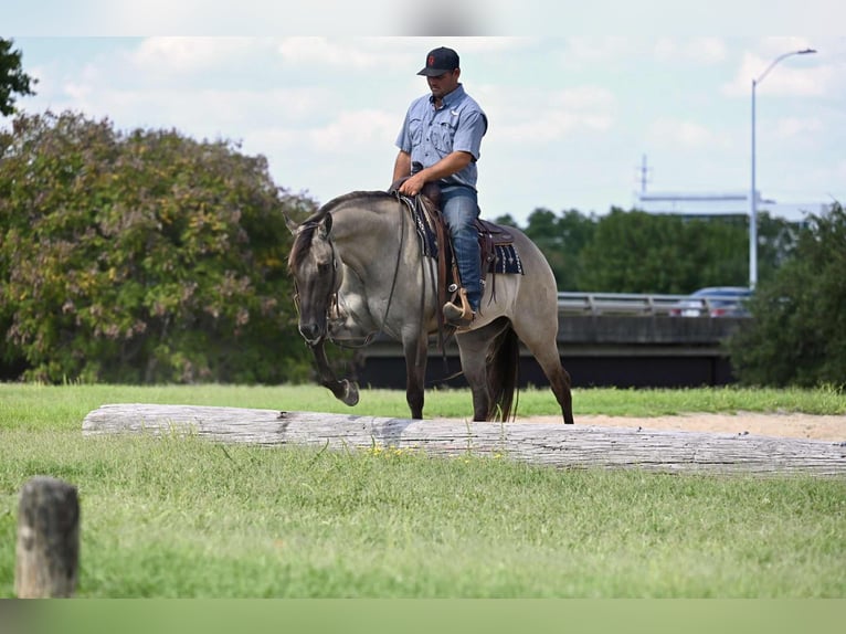 American Quarter Horse Wallach 4 Jahre 155 cm Grullo in Waco, TX