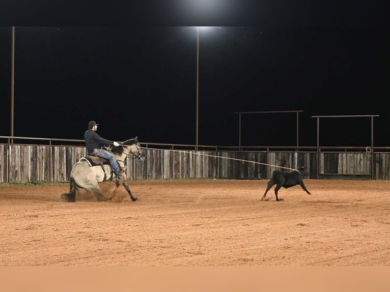 American Quarter Horse Wallach 4 Jahre 155 cm Grullo in Waco, TX