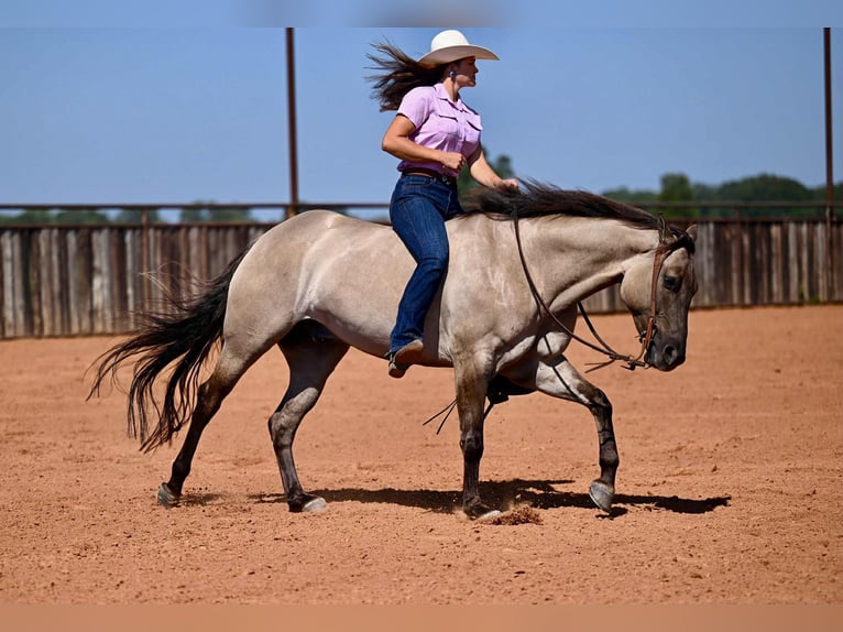 American Quarter Horse Wallach 4 Jahre 155 cm Grullo in Waco, TX
