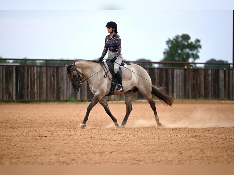 American Quarter Horse Wallach 4 Jahre 155 cm Grullo in Waco, TX