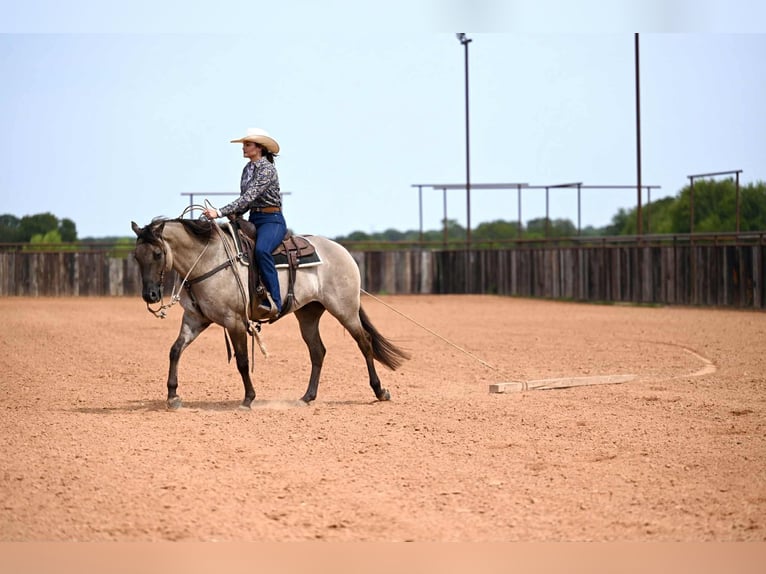 American Quarter Horse Wallach 4 Jahre 155 cm Grullo in Waco, TX