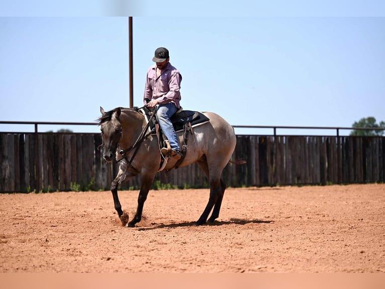 American Quarter Horse Wallach 4 Jahre 155 cm Grullo in Waco, TX