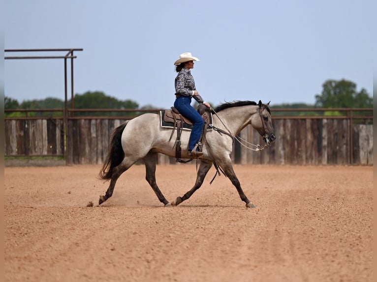 American Quarter Horse Wallach 4 Jahre 155 cm Grullo in Waco, TX
