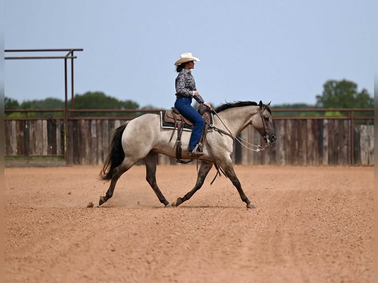 American Quarter Horse Wallach 4 Jahre 155 cm Grullo in Waco, TX