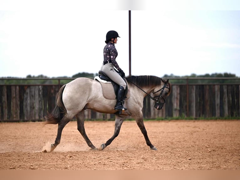 American Quarter Horse Wallach 4 Jahre 155 cm Grullo in Waco, TX