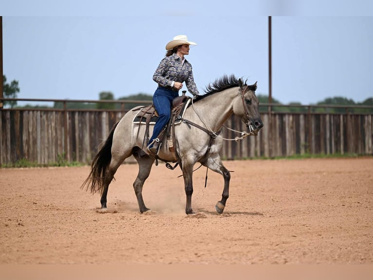 American Quarter Horse Wallach 4 Jahre 155 cm Grullo in Waco, TX