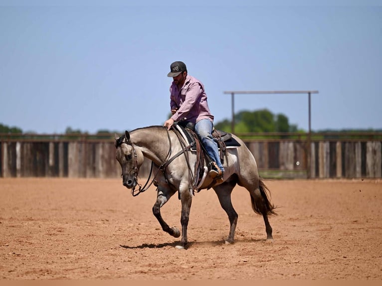 American Quarter Horse Wallach 4 Jahre 155 cm Grullo in Waco, TX