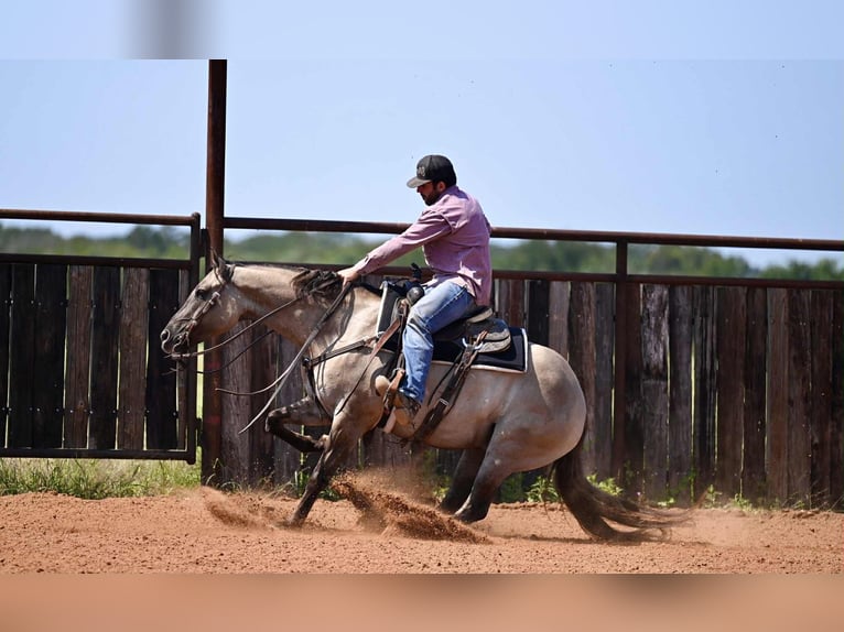 American Quarter Horse Wallach 4 Jahre 155 cm Grullo in Waco, TX