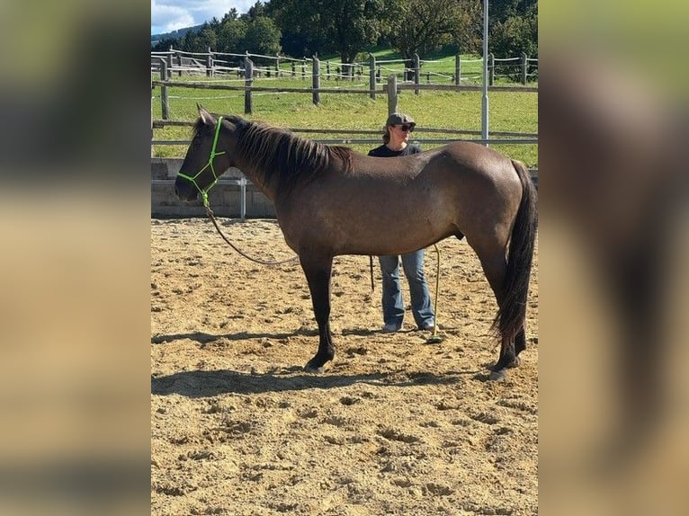 American Quarter Horse Wallach 4 Jahre 155 cm Grullo in Erlauf
