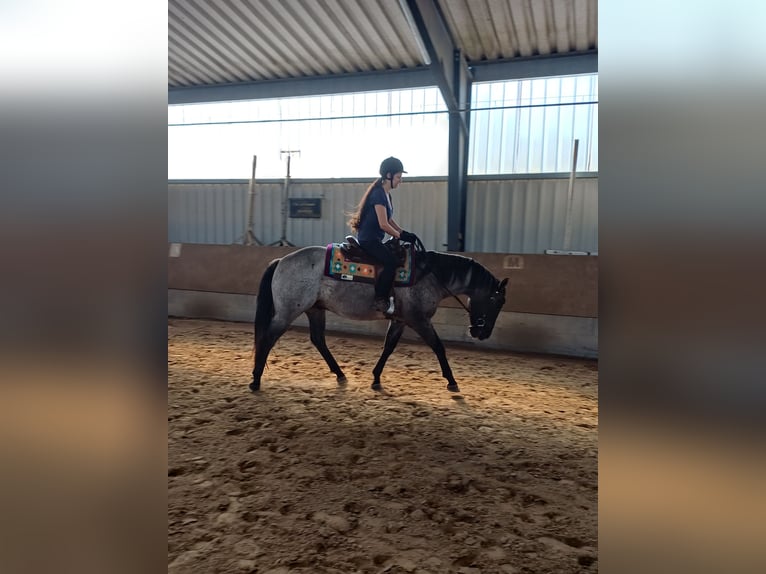 American Quarter Horse Wallach 4 Jahre 155 cm Grullo in Tornesch