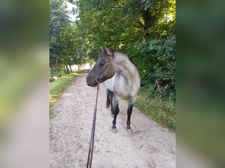 American Quarter Horse Wallach 4 Jahre 155 cm Grullo in Tornesch
