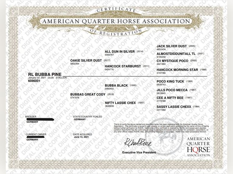 American Quarter Horse Wallach 4 Jahre 155 cm Grullo in Tornesch