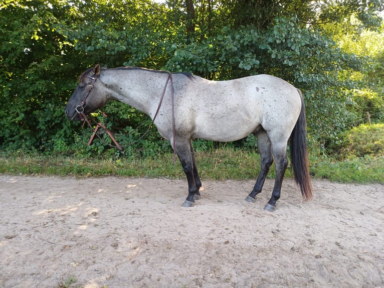 American Quarter Horse Wallach 4 Jahre 155 cm Grullo in Tornesch
