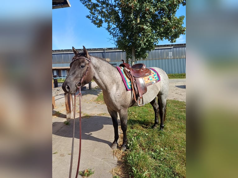 American Quarter Horse Wallach 4 Jahre 155 cm Grullo in Tornesch