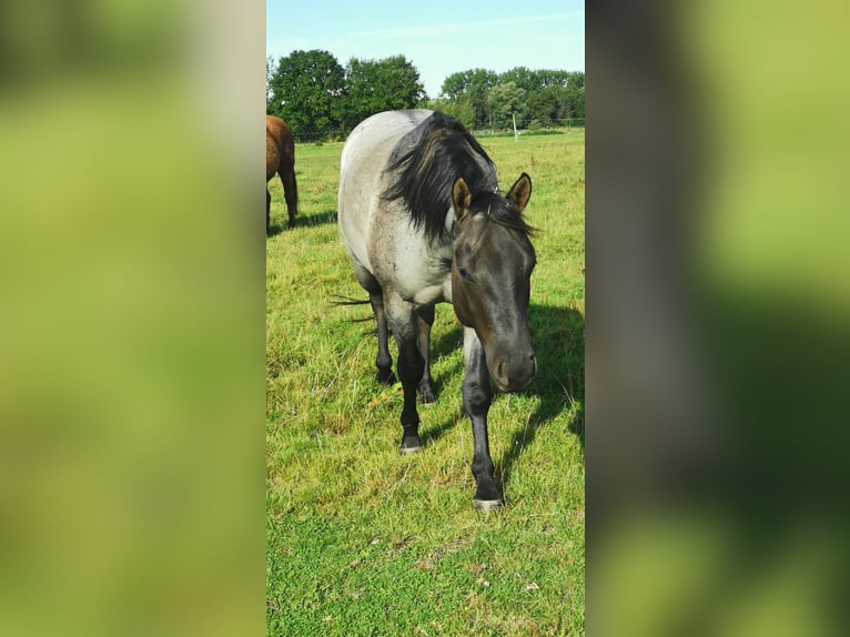American Quarter Horse Wallach 4 Jahre 155 cm Grullo in Tornesch