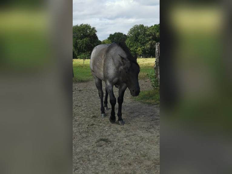 American Quarter Horse Wallach 4 Jahre 155 cm Grullo in Tornesch