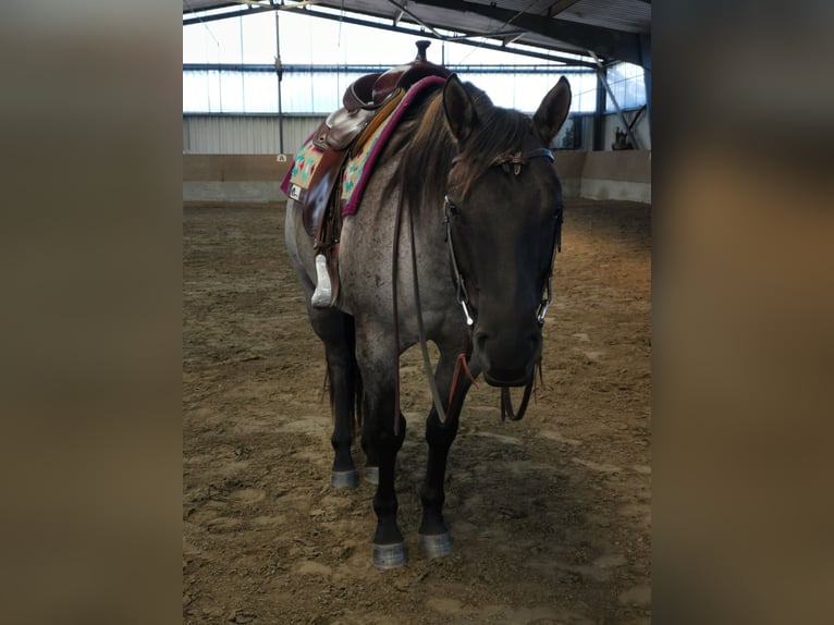 American Quarter Horse Wallach 4 Jahre 155 cm Grullo in Tornesch