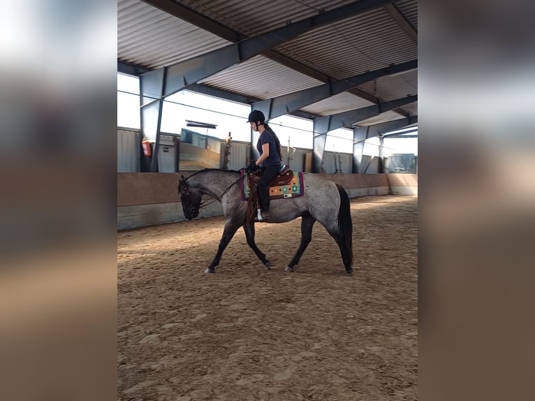 American Quarter Horse Wallach 4 Jahre 155 cm Grullo in Tornesch