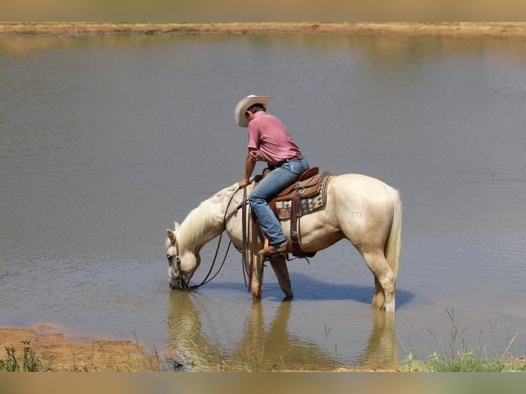 American Quarter Horse Wallach 4 Jahre 155 cm Palomino in Joshua, TX