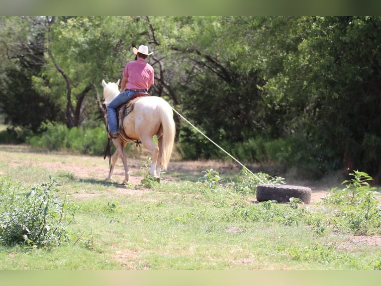 American Quarter Horse Wallach 4 Jahre 155 cm Palomino in Joshua, TX