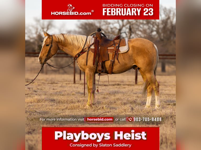 American Quarter Horse Wallach 4 Jahre 155 cm Palomino in Canton