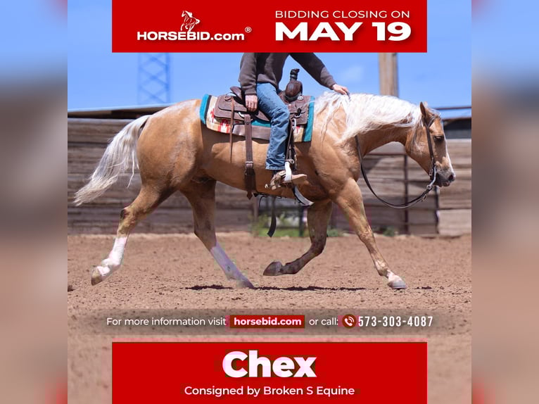 American Quarter Horse Wallach 4 Jahre 155 cm Palomino in Marshall, MO