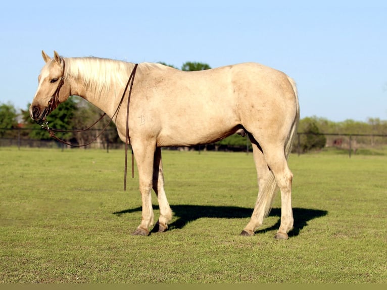 American Quarter Horse Wallach 4 Jahre 155 cm Palomino in Pilot Point, TX