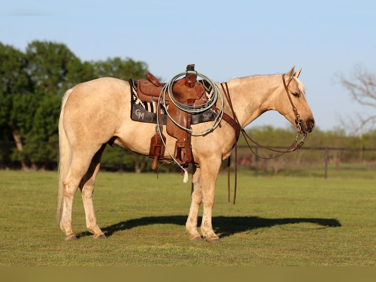 American Quarter Horse Wallach 4 Jahre 155 cm Palomino in Pilot Point, TX