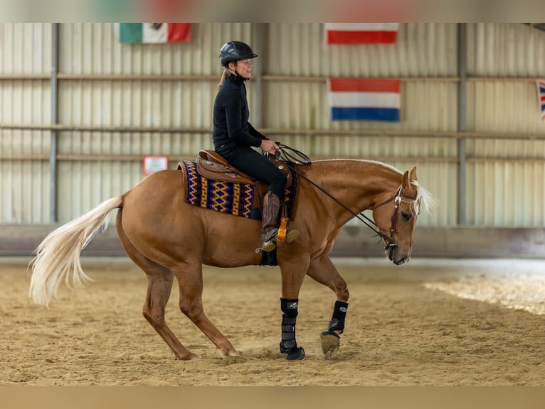 American Quarter Horse Wallach 4 Jahre 155 cm Palomino in Amsterdam